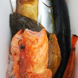 第二龍勢丸 釣果