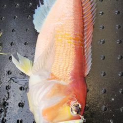 第二龍勢丸 釣果