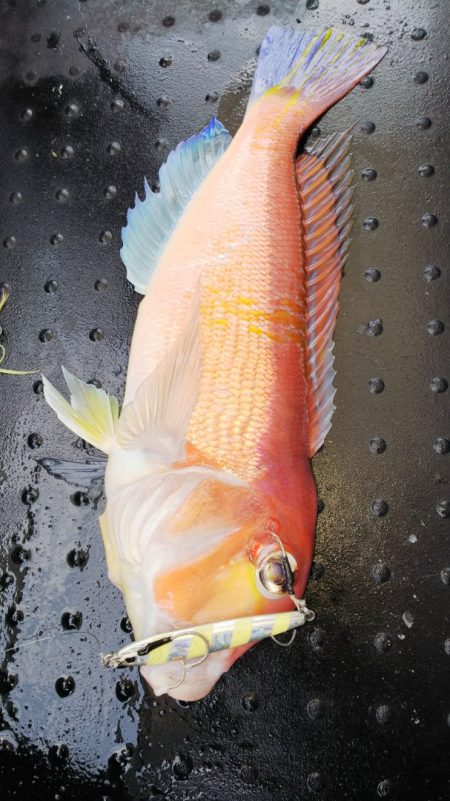 第二龍勢丸 釣果