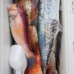 第二龍勢丸 釣果