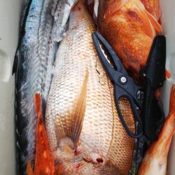 第二龍勢丸 釣果