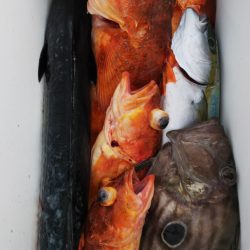 第二龍勢丸 釣果