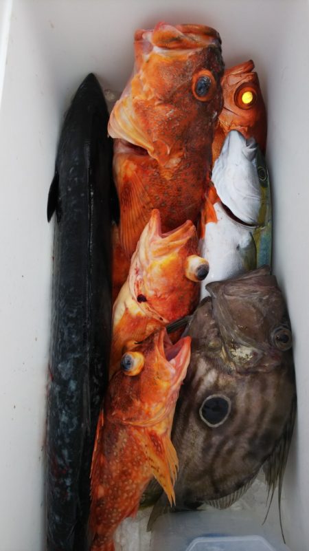 第二龍勢丸 釣果