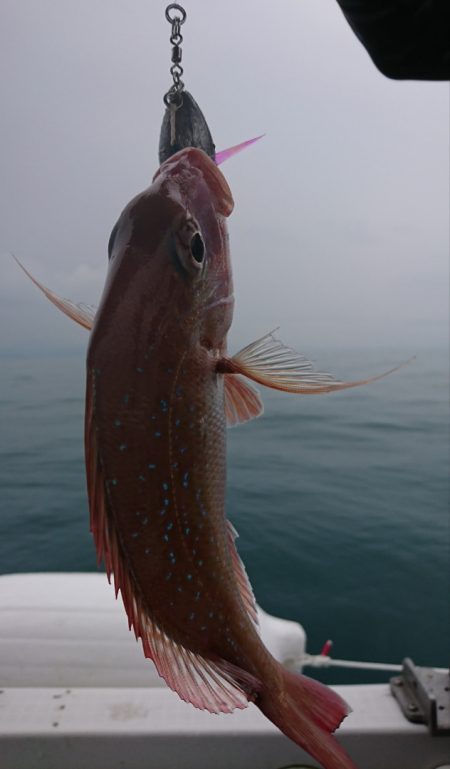 遊漁船 家入 釣果