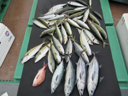 真祐丸 （しんゆうまる） 釣果