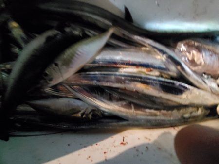海晴丸 釣果