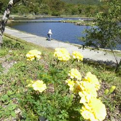 平谷湖フィッシングスポット 釣果