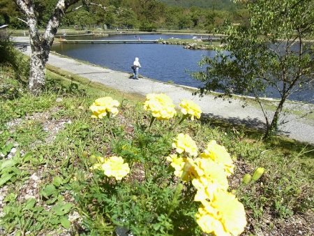 平谷湖フィッシングスポット 釣果