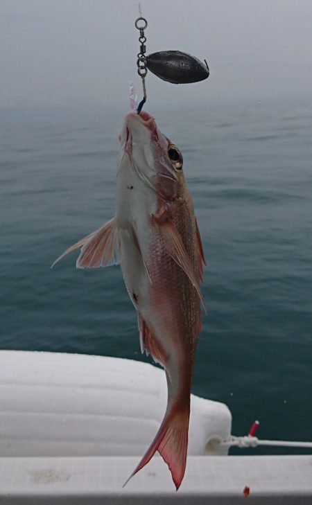 遊漁船 家入 釣果