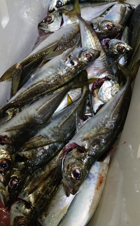 シースナイパー海龍 釣果