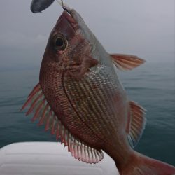 遊漁船 家入 釣果