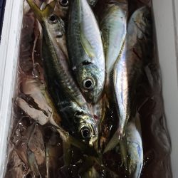 シースナイパー海龍 釣果