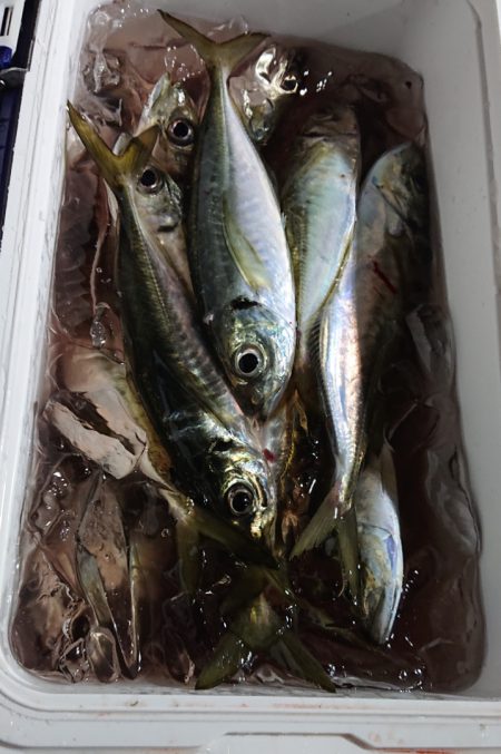 シースナイパー海龍 釣果