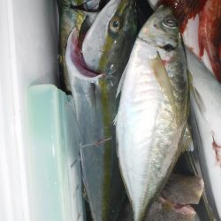 ブルースフィッシングサービス 釣果