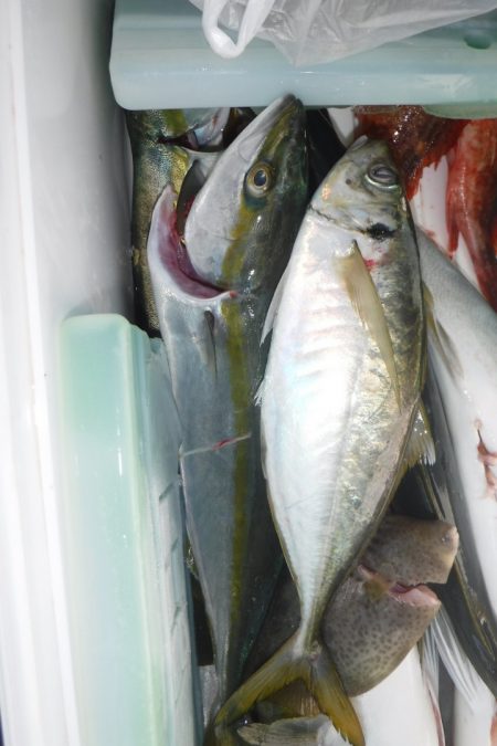 ブルースフィッシングサービス 釣果