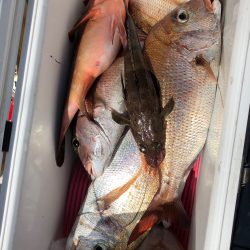 フィッシング キッタカ 釣果