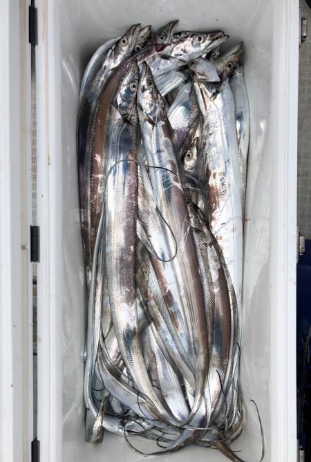 フィッシング キッタカ 釣果