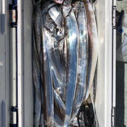 フィッシング キッタカ 釣果