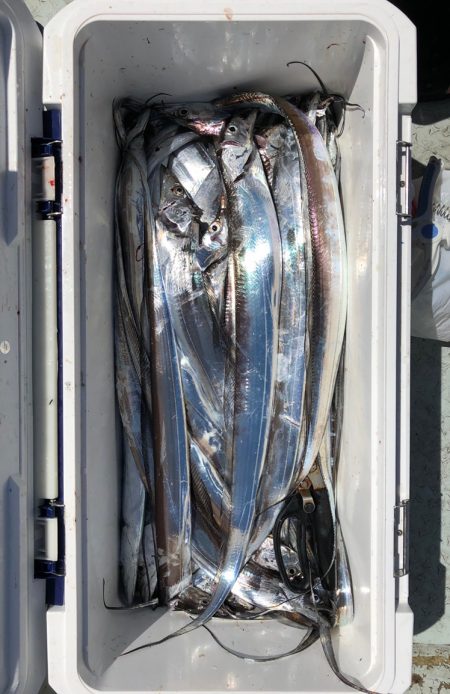 フィッシング キッタカ 釣果