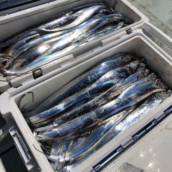 フィッシング キッタカ 釣果