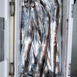 フィッシング キッタカ 釣果