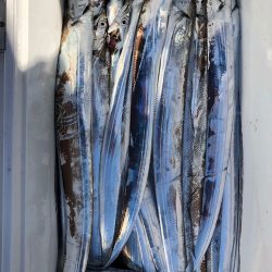 フィッシング キッタカ 釣果