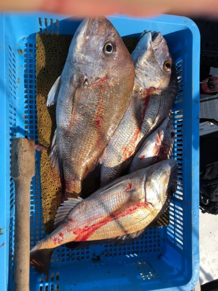 フィッシング キッタカ 釣果