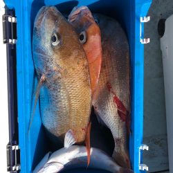 フィッシング キッタカ 釣果