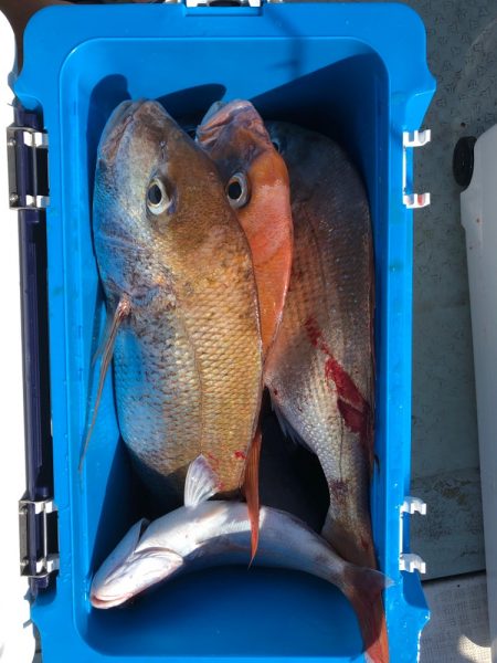 フィッシング キッタカ 釣果