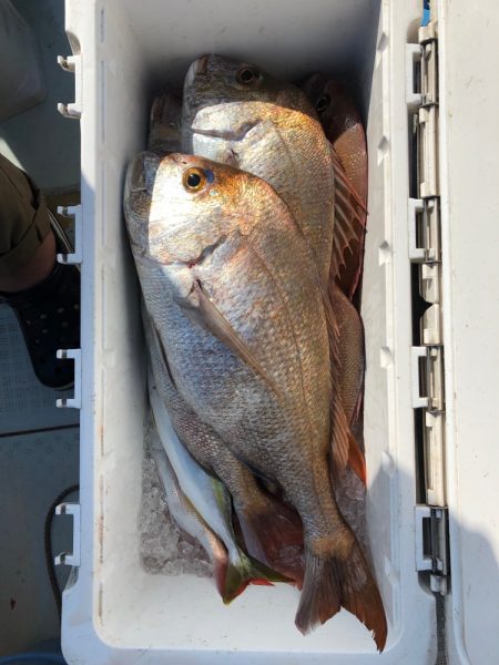 フィッシング キッタカ 釣果