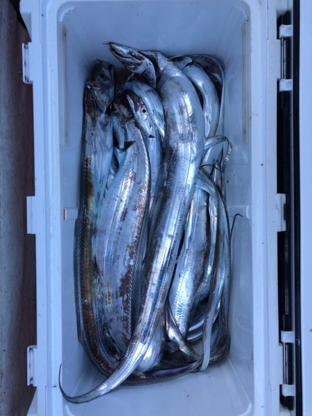 フィッシング キッタカ 釣果