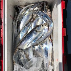 フィッシング キッタカ 釣果