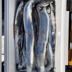 フィッシング キッタカ 釣果