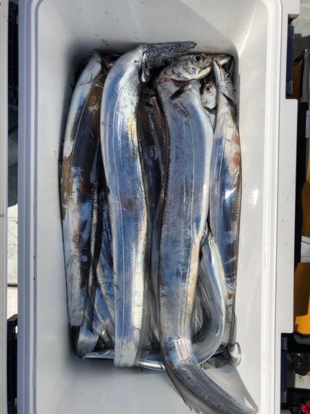 フィッシング　キッタカ 釣果