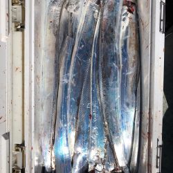 フィッシング キッタカ 釣果