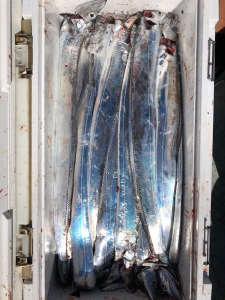 フィッシング キッタカ 釣果