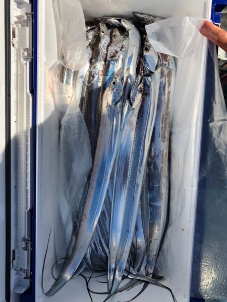 フィッシング キッタカ 釣果