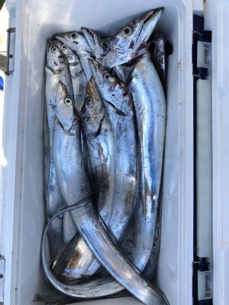 フィッシング キッタカ 釣果