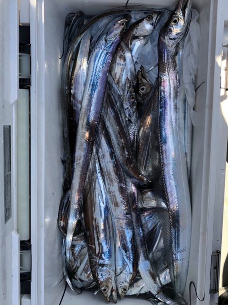 フィッシング キッタカ 釣果