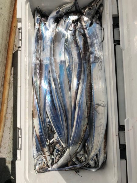 フィッシング キッタカ 釣果