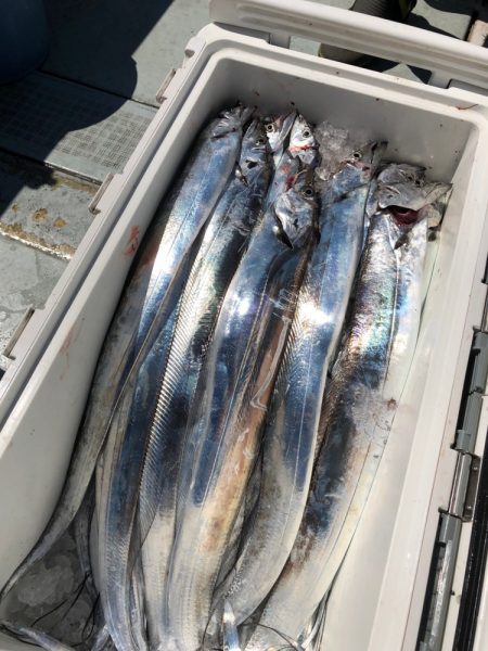 フィッシング キッタカ 釣果