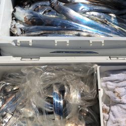 フィッシング キッタカ 釣果