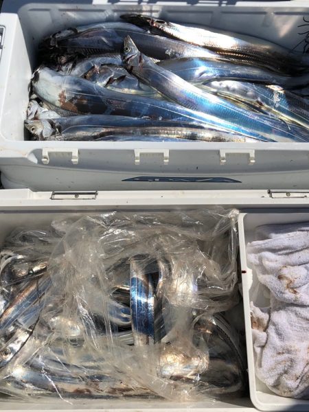 フィッシング キッタカ 釣果