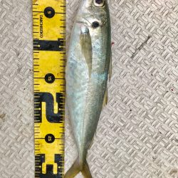 龍神丸（鹿児島） 釣果