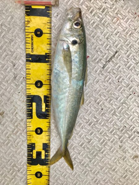 龍神丸（鹿児島） 釣果