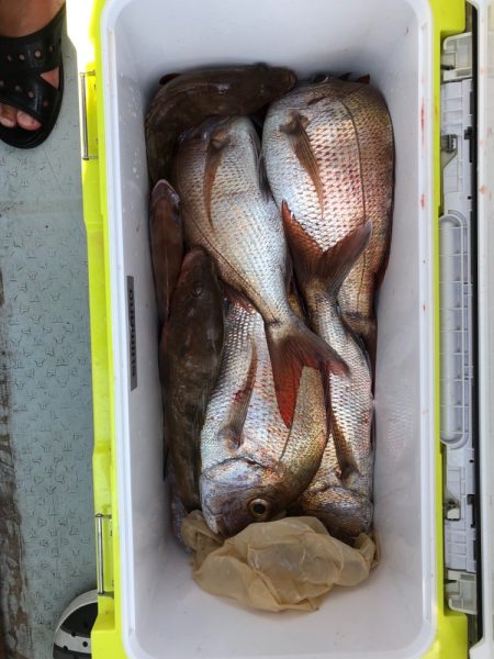 フィッシング キッタカ 釣果