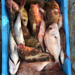 フィッシング キッタカ 釣果