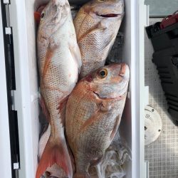 フィッシング キッタカ 釣果