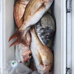 フィッシング キッタカ 釣果