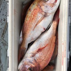 フィッシング キッタカ 釣果